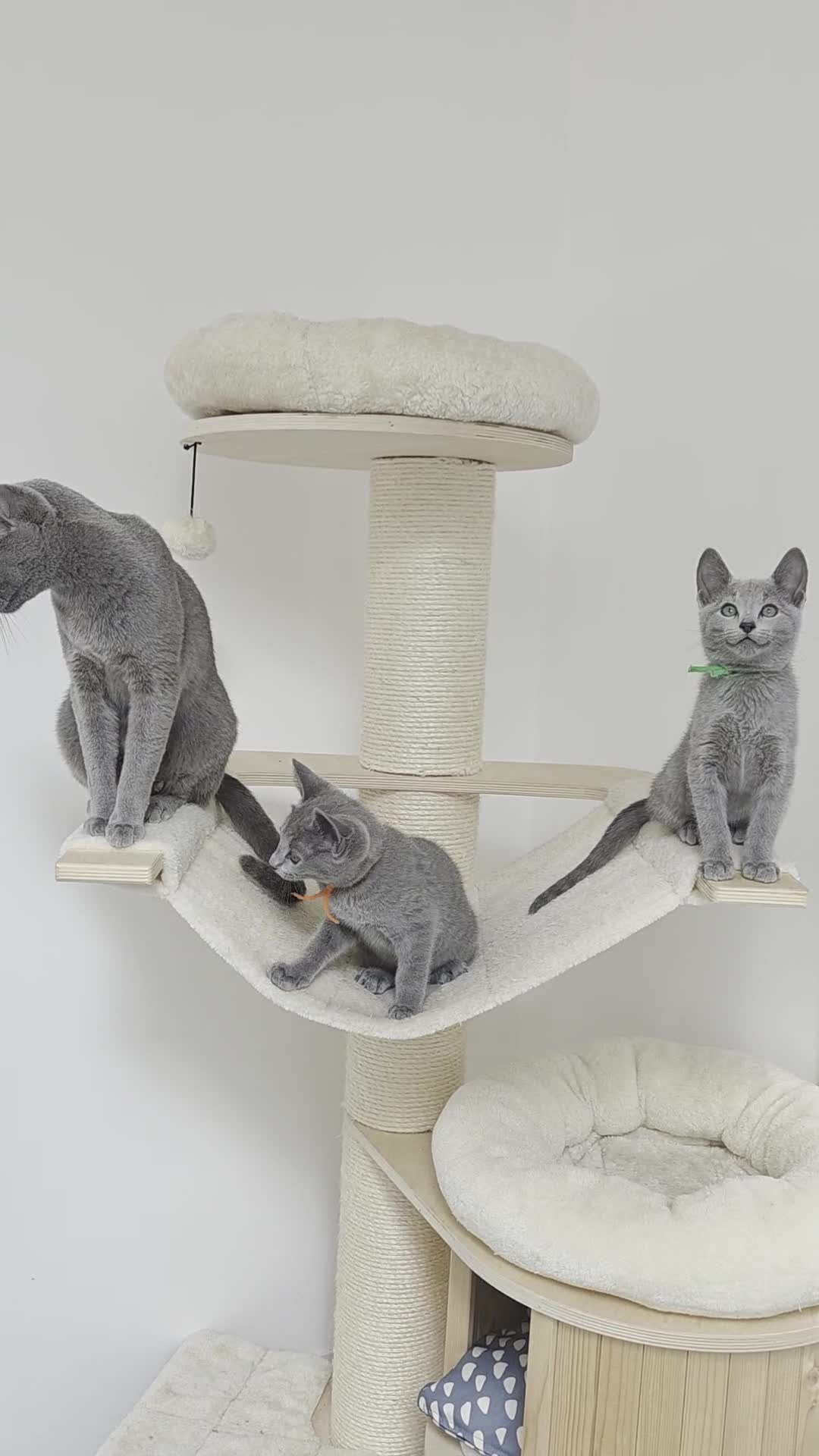 Russian Blue cats for sale: 💥PRICE REDUCED – Russian Blue, TICA - Video 2
