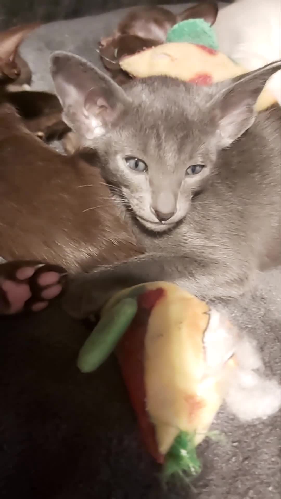 Oriental cats for sale: Full Pedigree Oriental 6 Kittens XL size ears GCCF - Video 2