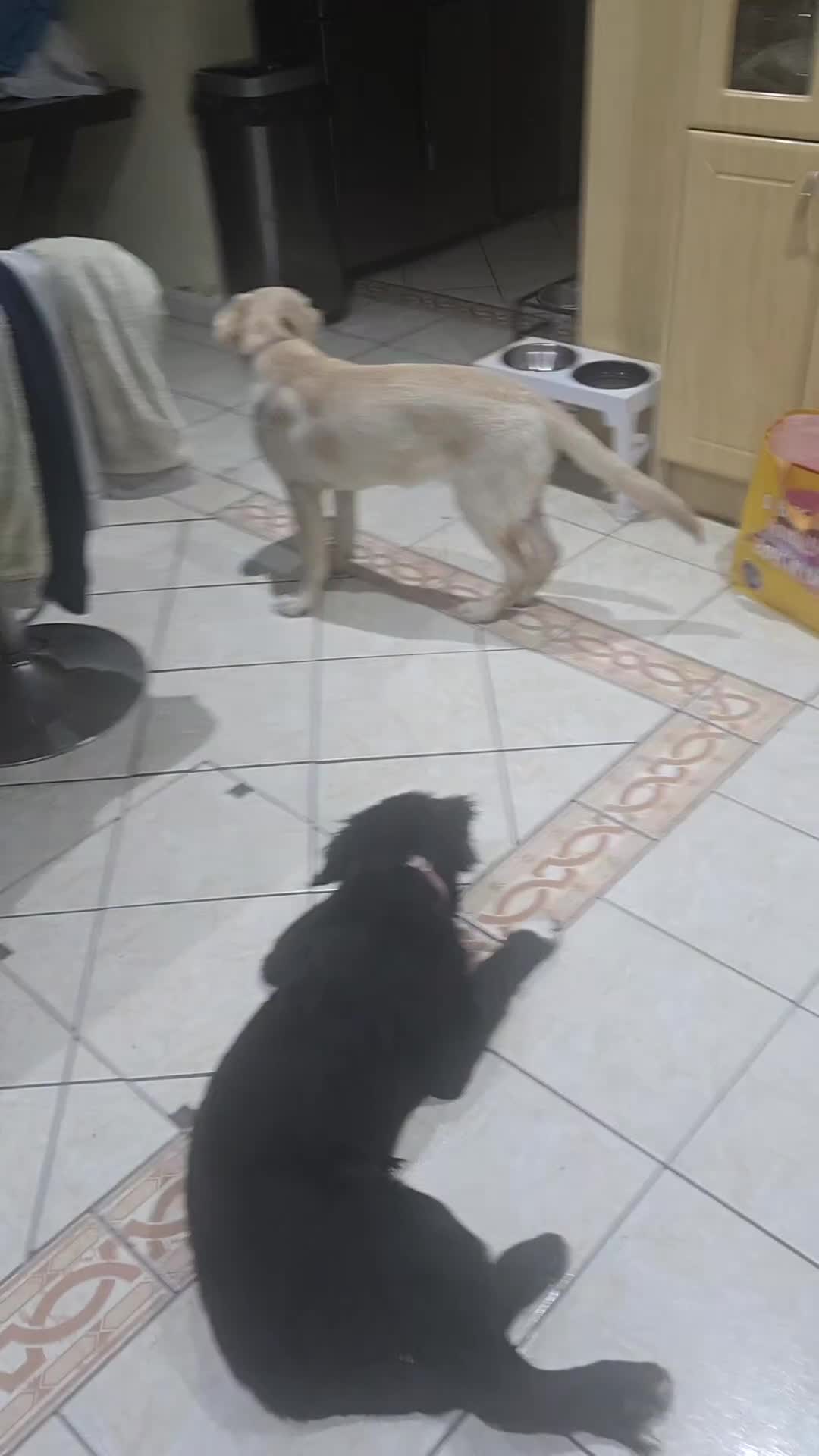 Mixed Breed dogs for sale: Fully Trained and Vaccinated Sheprador pups ✨️ - Video 4