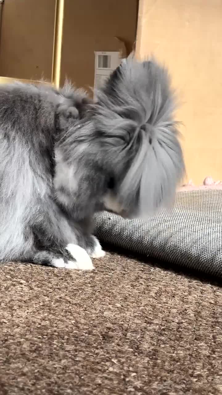Lionhead rabbits for sale: Male Lionhead Rabbit - Video 5