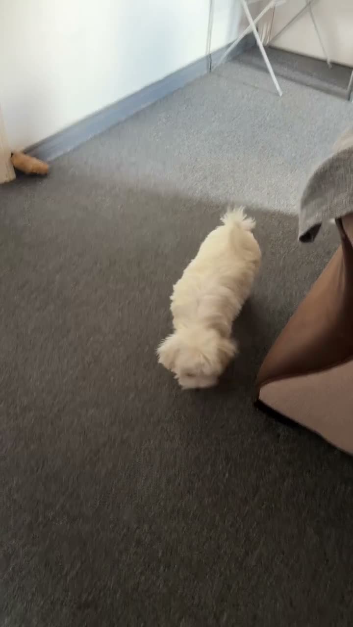 Bichon Frise dogs for sale: Meet Rio  - Video 4