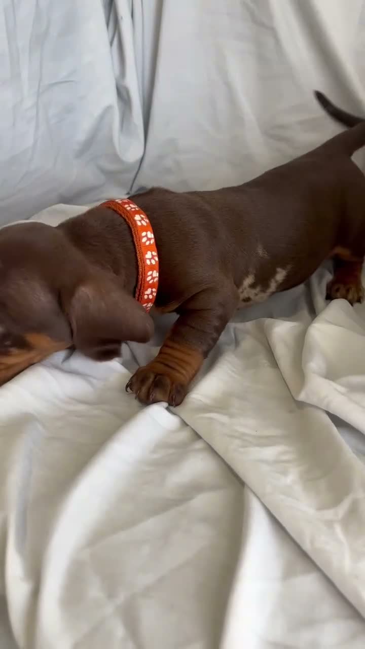 Dachshund dogs for sale: Mini dachshund puppy’s ready to leave  - Video 1