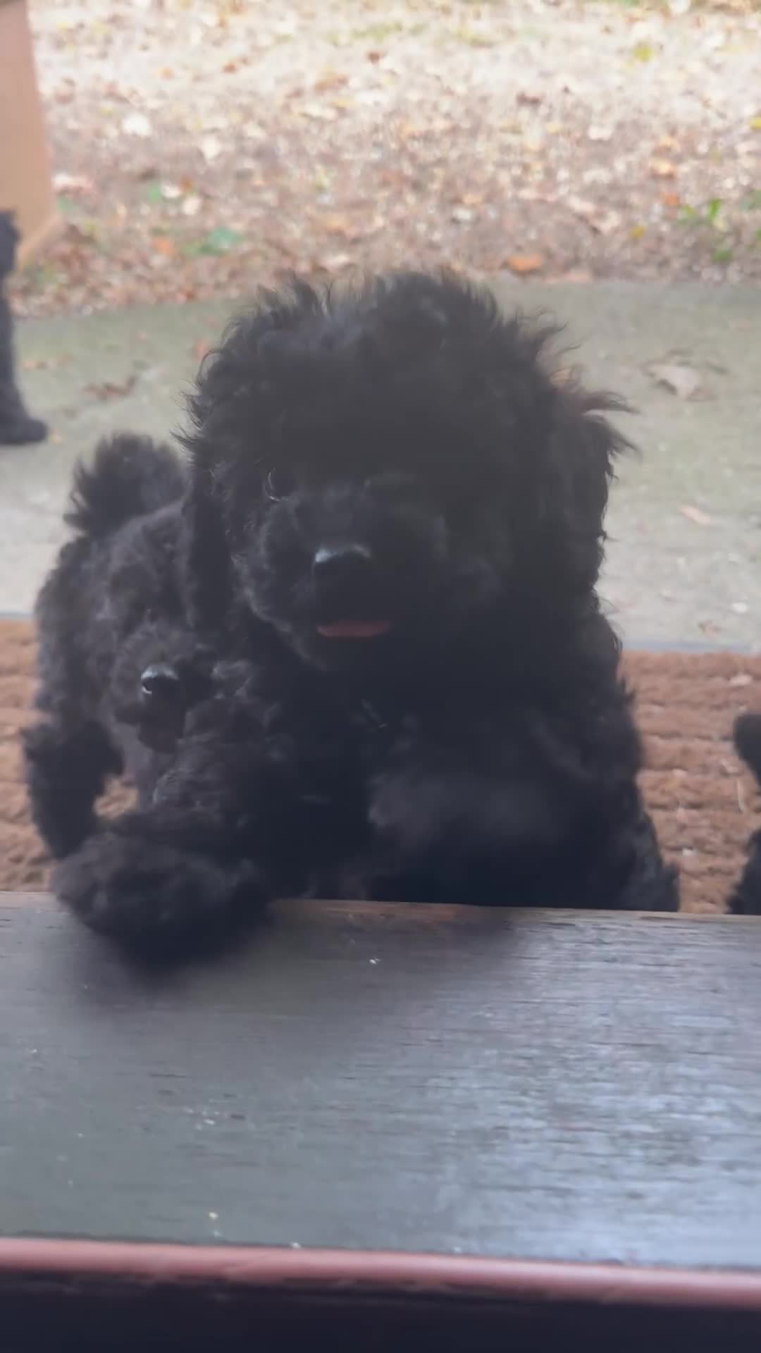 Poochon dogs for sale:  F1b poochon pups health tested parents licensed  - Video 3