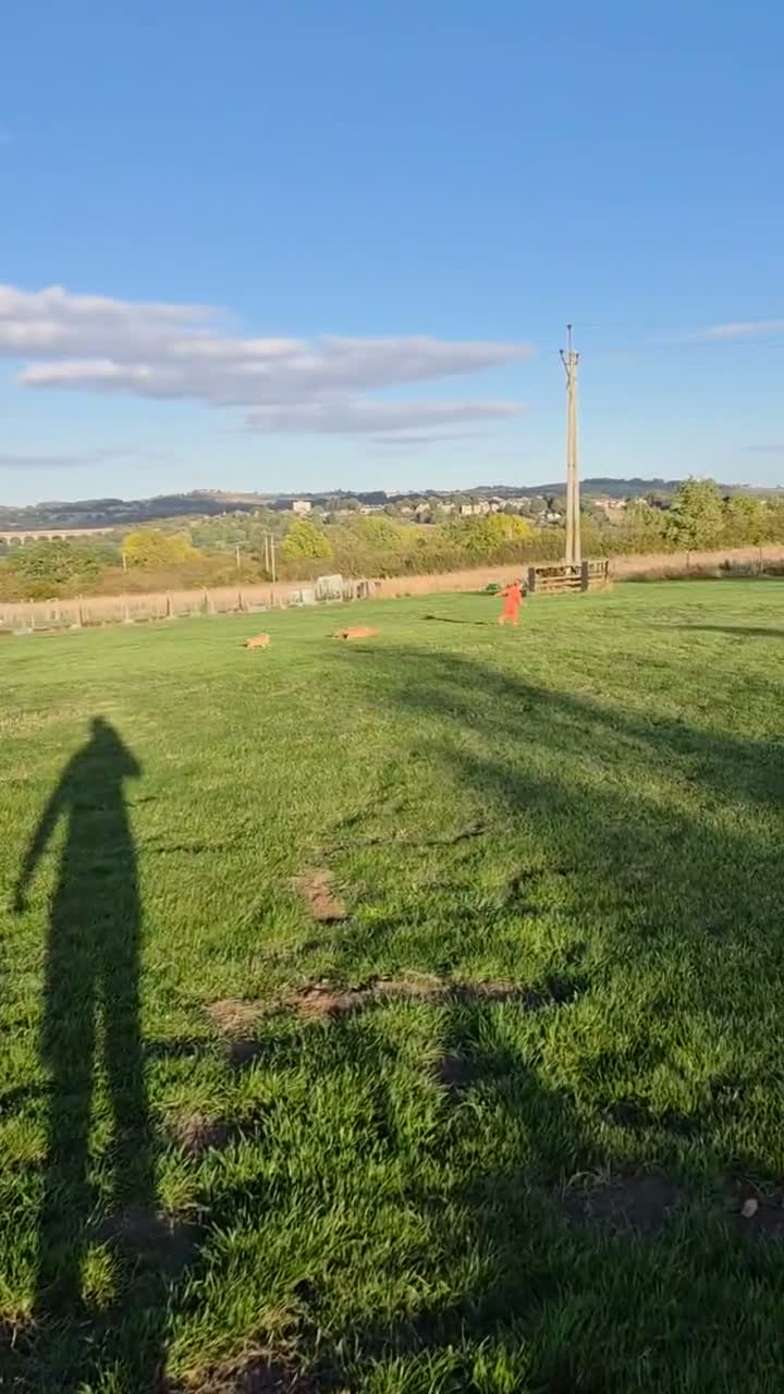 Cockapoo dogs for sale: 6 excellent F1 cockapoo pups - Video 1