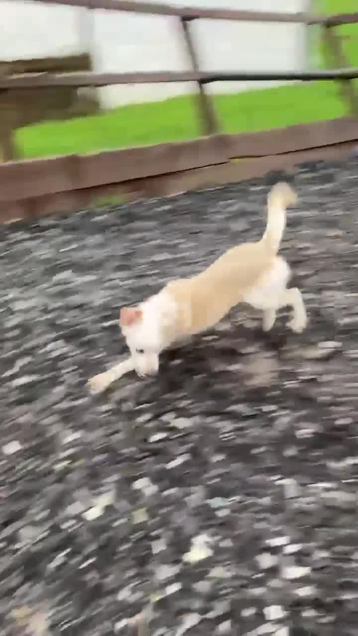 Mixed Breed dogs for adoption: REX   - Video 1