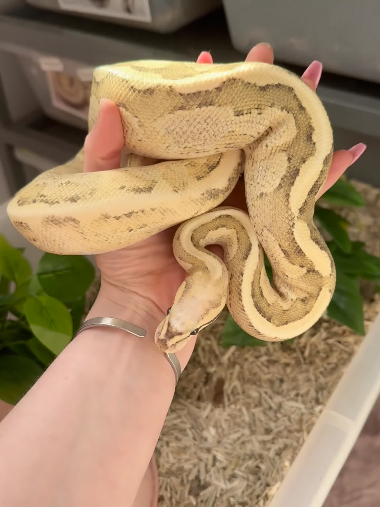 Python Snake reptiles for sale: 4 friendly Ball Royal Python for sale - Video 3
