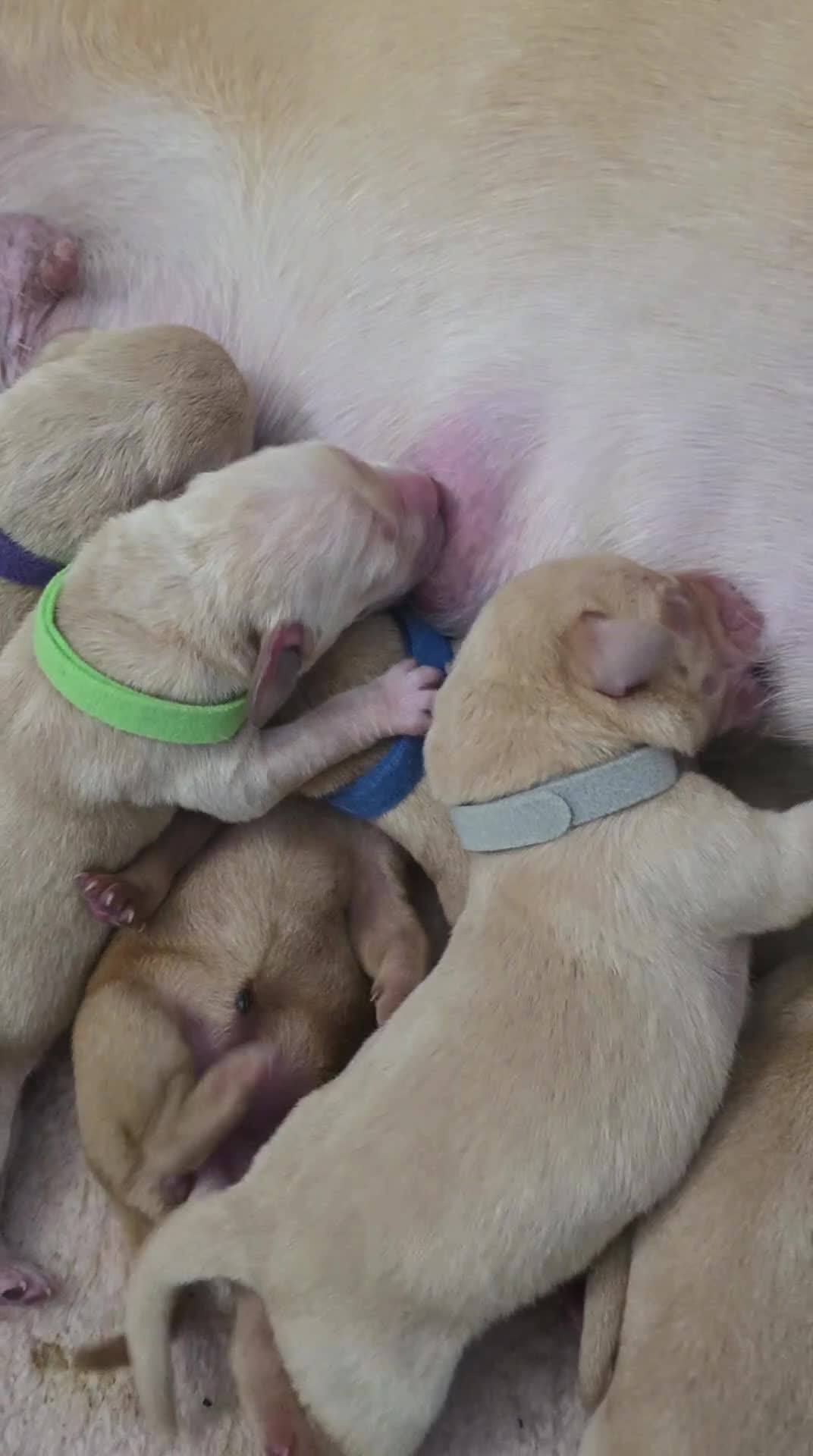 Labrador Retriever dogs for sale: Gorgeous Labrador puppies - Video 1