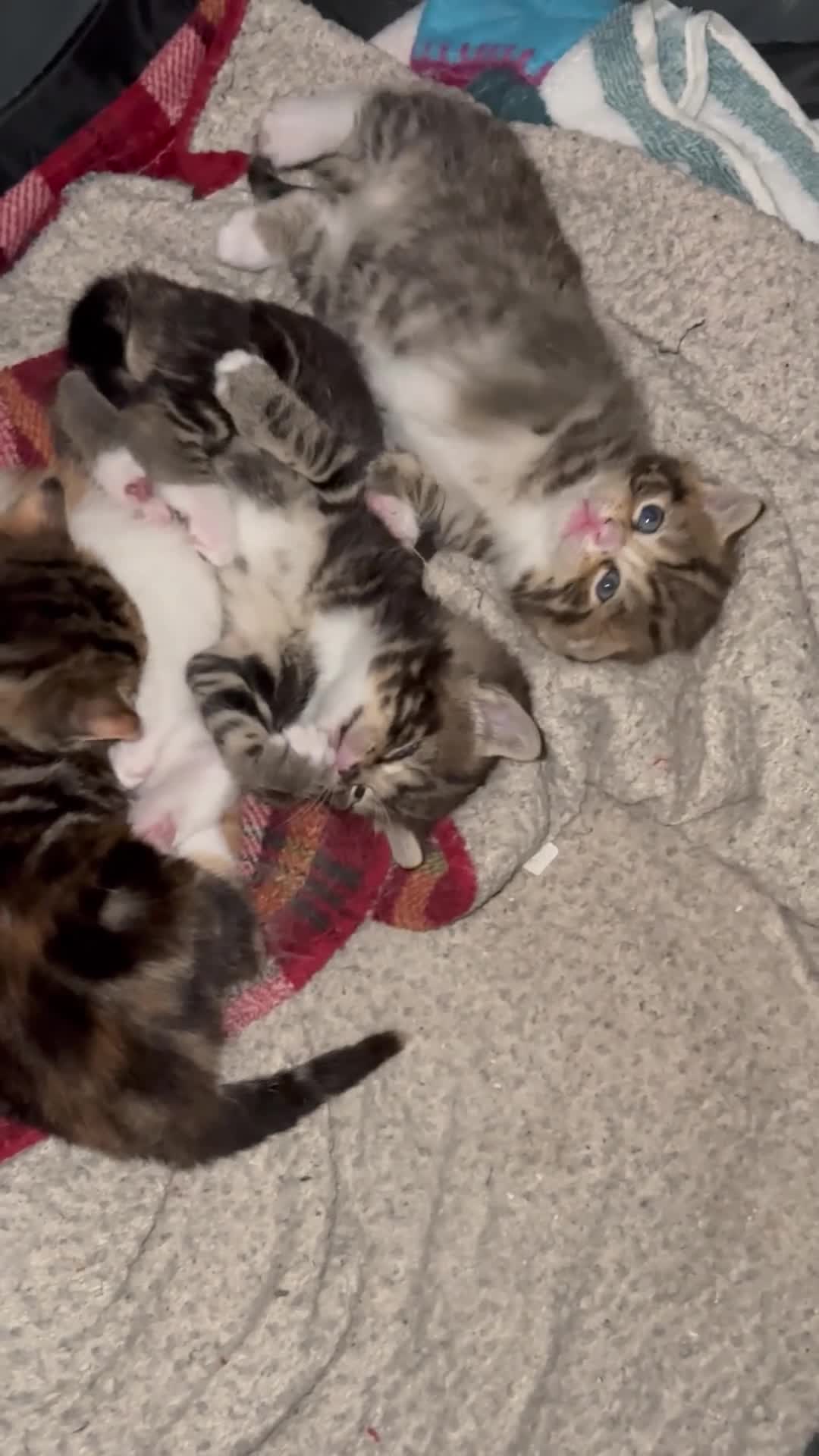 Mixed Breed cats for sale: 4 beautiful mixed breed kittens - Video 1