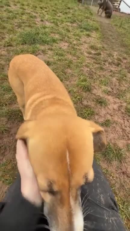 Mixed Breed dogs for adoption: 🧡 Shandy, a real sweetheart 🧡 in Kidderminster - Video 2