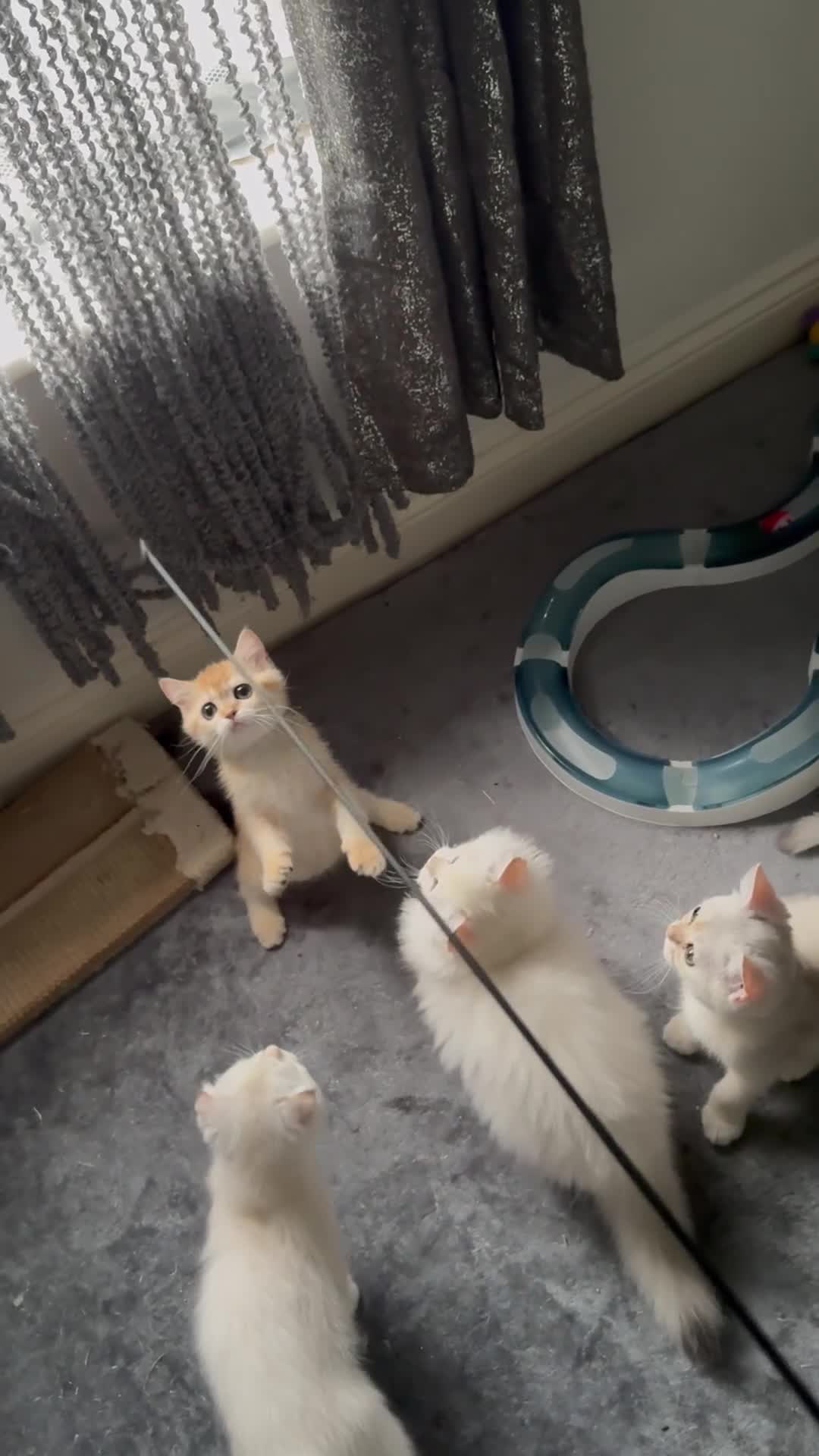 Scottish Fold cats for sale: elite purebred friendly Scottish Fold and Straight - Video 4