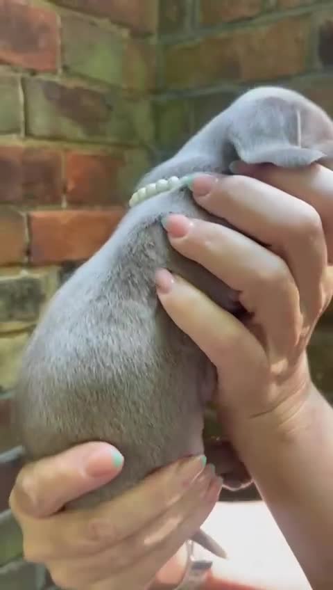 Miniature Dachshund dogs for sale: Stunning Mini Dachshund*1 LH Boy & 1 SH Girl left* - Video 2