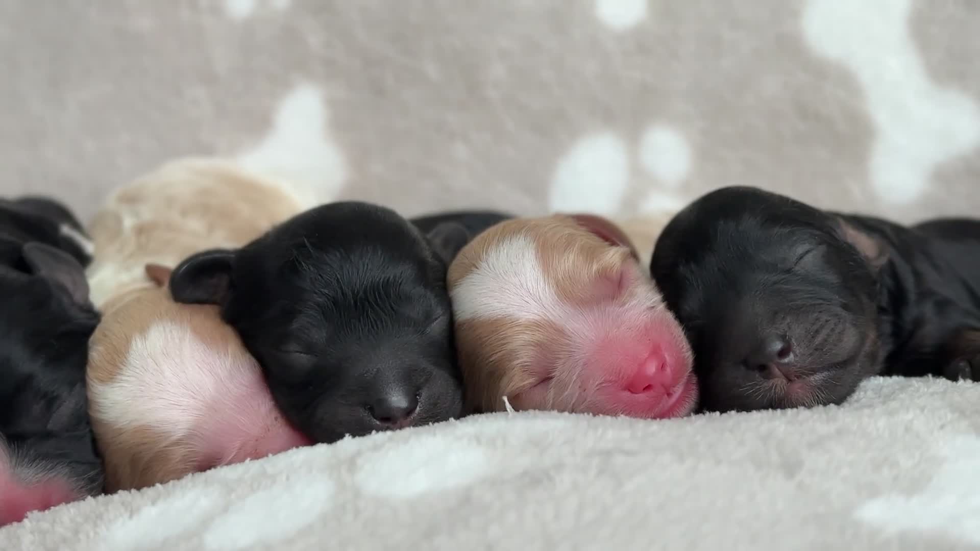 Cavapoo dogs for sale: 🐶 Adorable f1 Cavapoo Puppies 🐶 - Video 1