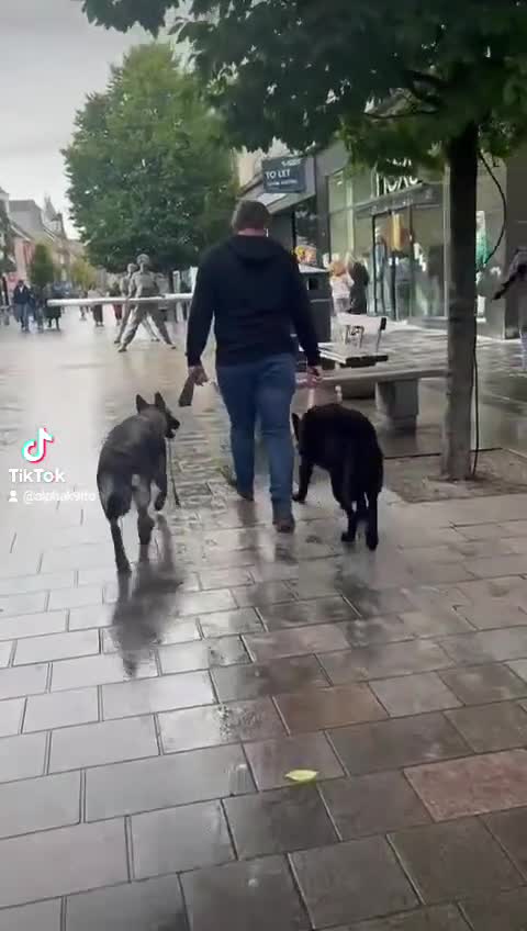 German Shepherd dogs for stud: GHOST *Stud only* - Video 1