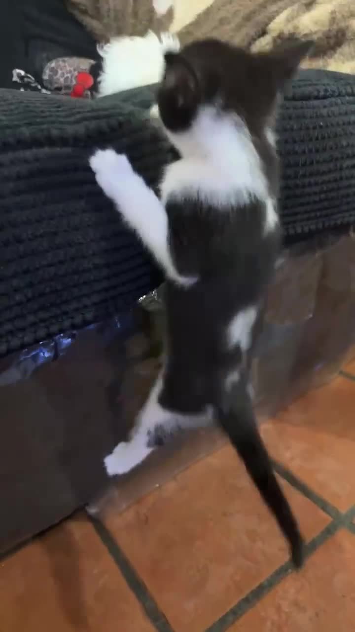 Mixed Breed cats for sale: Mixed kitten Black and white Female - Video 2