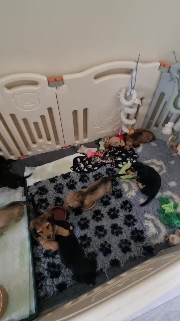 Miniature Dachshund dogs for sale: 🌟KC reg.Miniature LH Dachshund Puppies 🌟  - Video 2