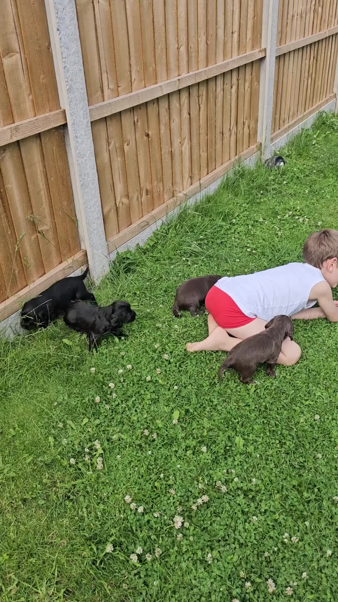 Sprocker dogs for sale: 2 black males !!! 😍 Beautifully marked sprocker! - Video 1