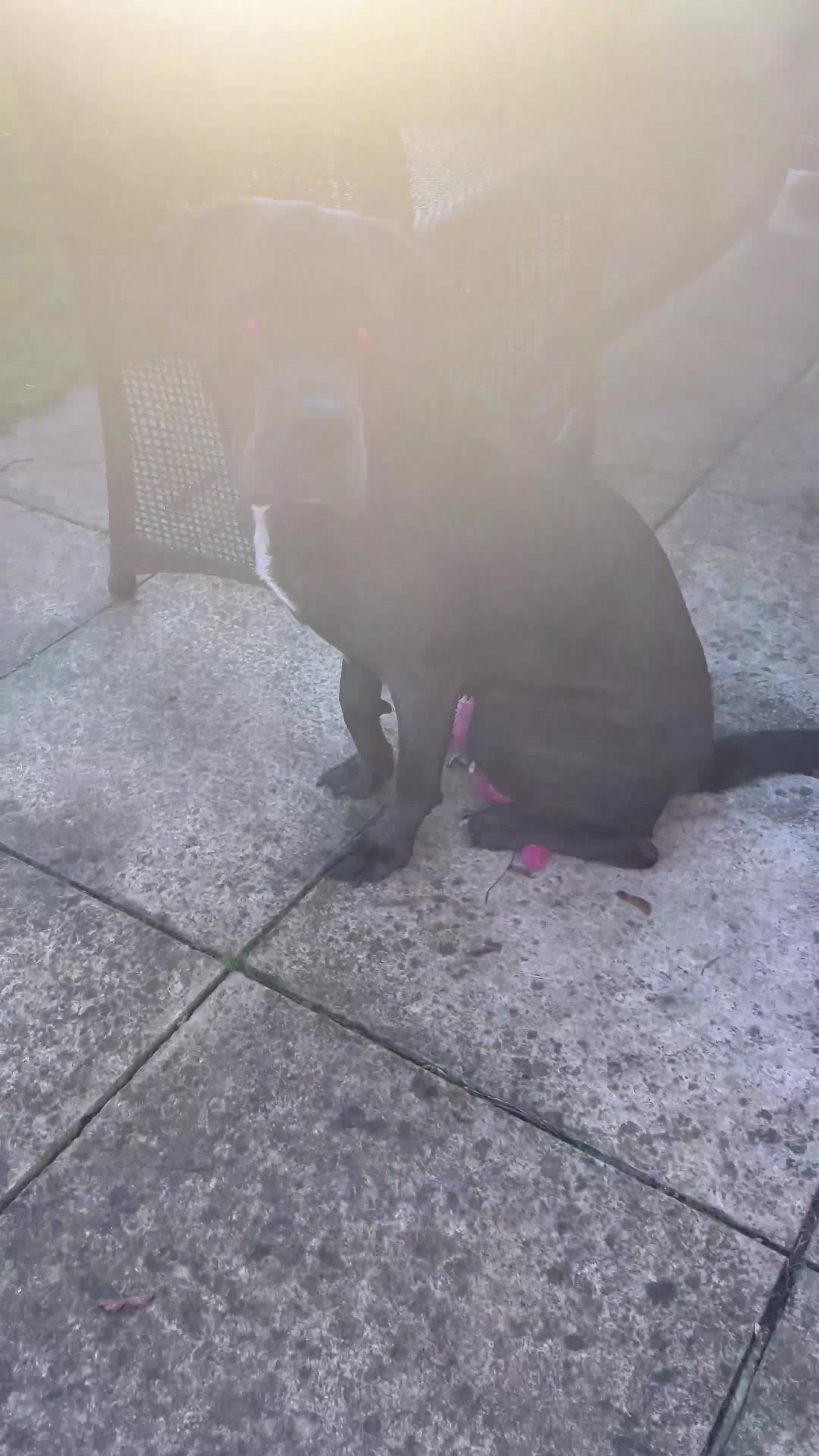 Cane Corso dogs for sale: Cane corso girl, read description thoroughly  🍒  - Video 1