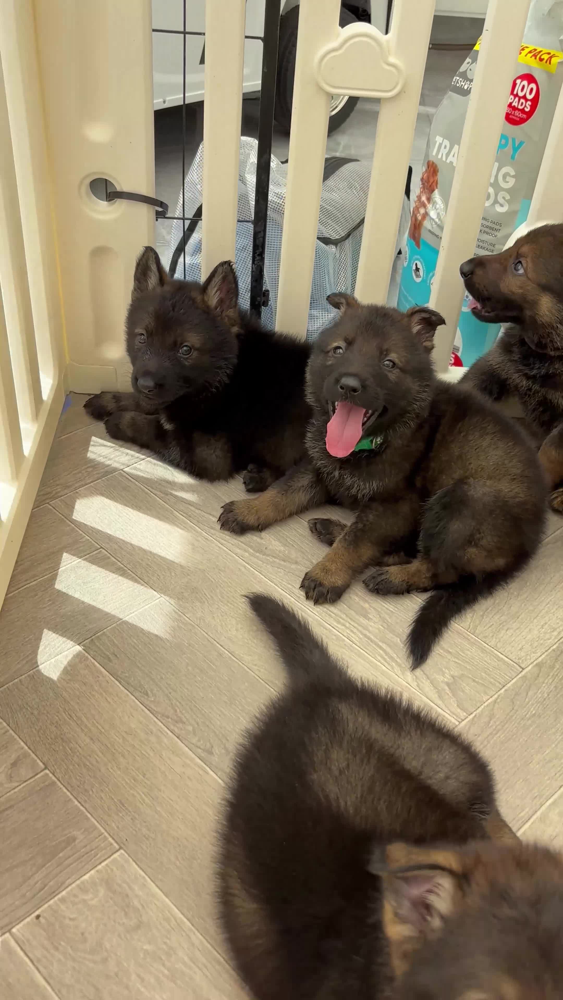 German Shepherd dogs for sale: KC Czech working line German shepherd puppies  - Video 1