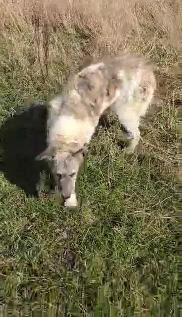 Mixed Breed dogs for adoption: Perfect PICKLE - Video 1