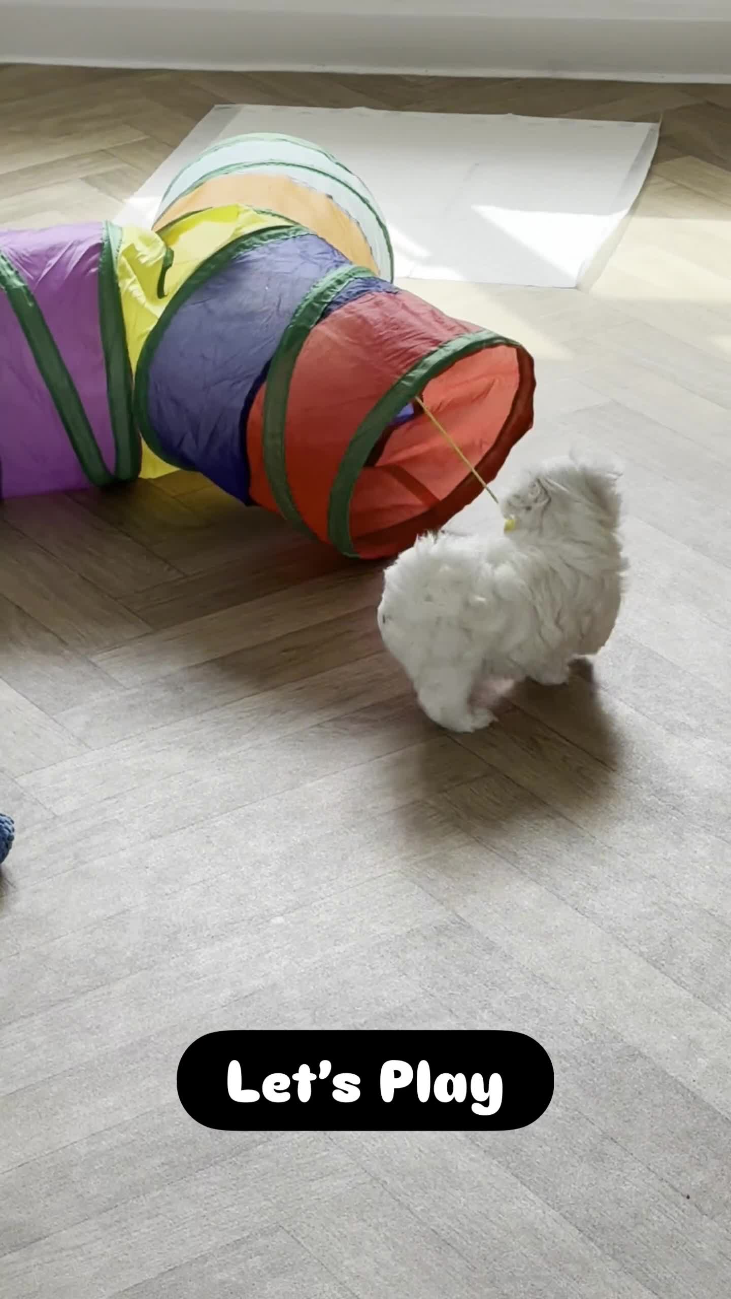 Maltese dogs for sale: KC Reg. Korean Maltese Pups Champion Bloodlines  in Macclesfield - Video 1