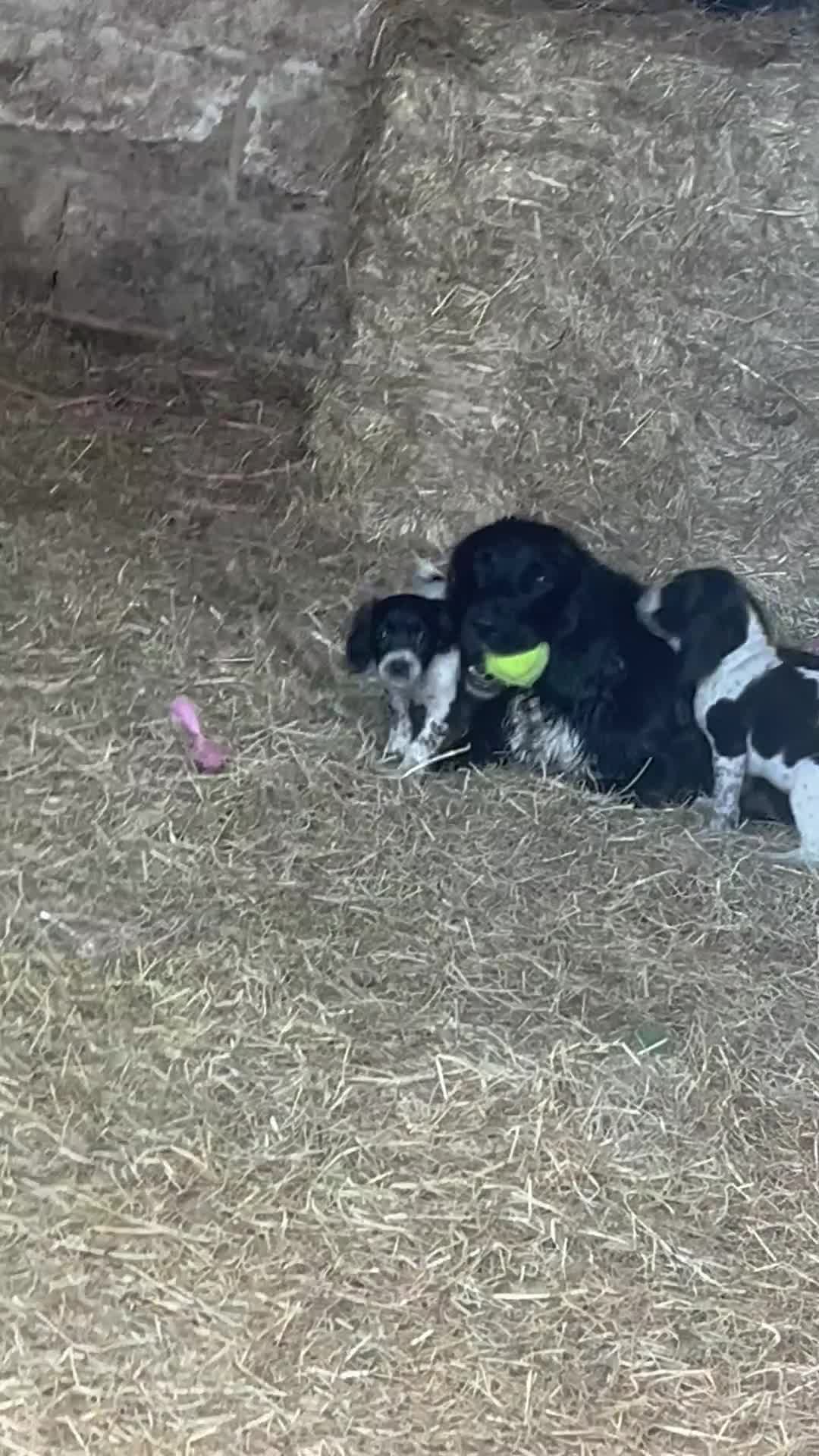 Cocker Spaniel dogs for sale: KC registered working cocker spaniel pups - Video 2