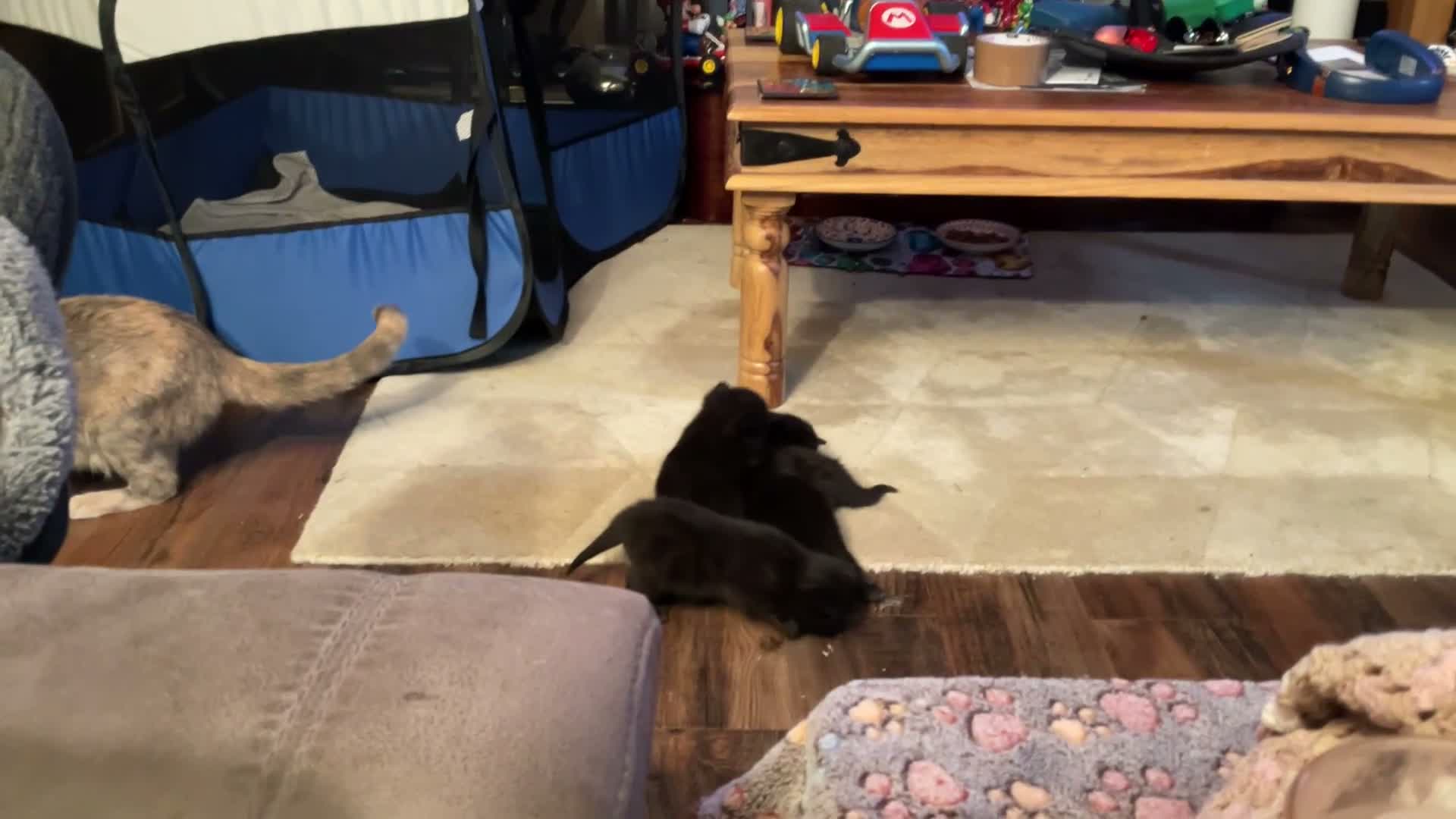 Mixed Breed cats for sale: Black kittens - Video 1