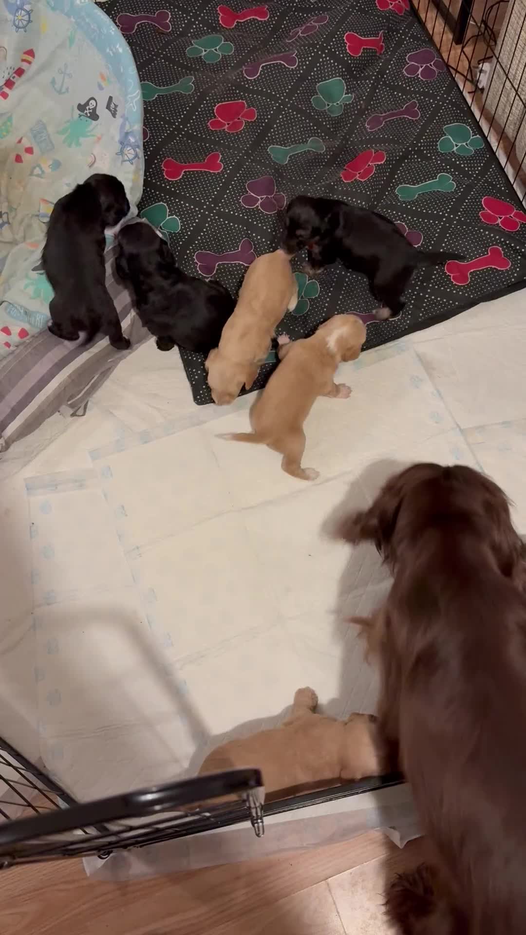 Cockapoo dogs for sale: Cockapoo puppies for sale in Walsall - Video 1