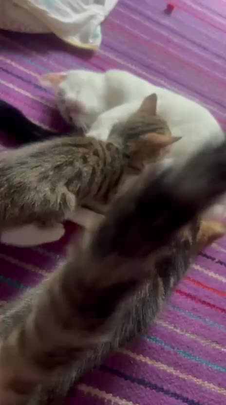 Mixed Breed cats for adoption: Its time for rescue cat snowflake to have a home - Video 2