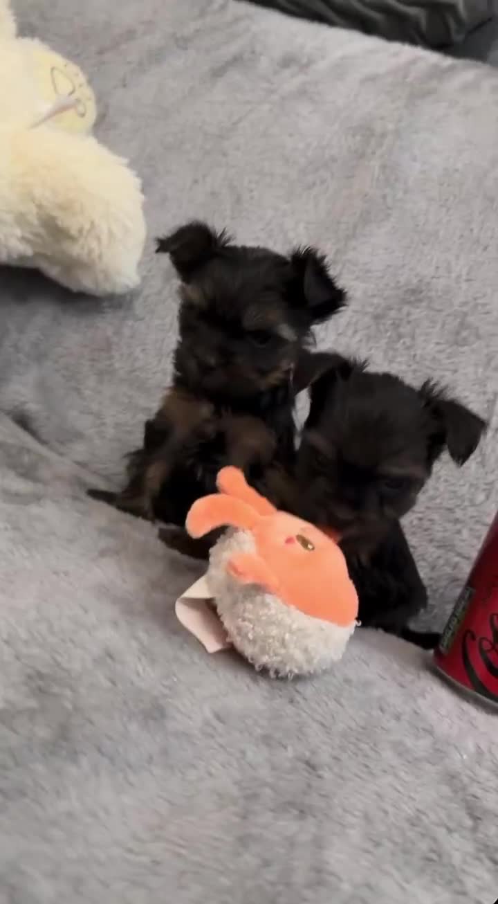 Yorkshire Terrier dogs for sale: Looking for a loving home🏠❤️ - Video 2
