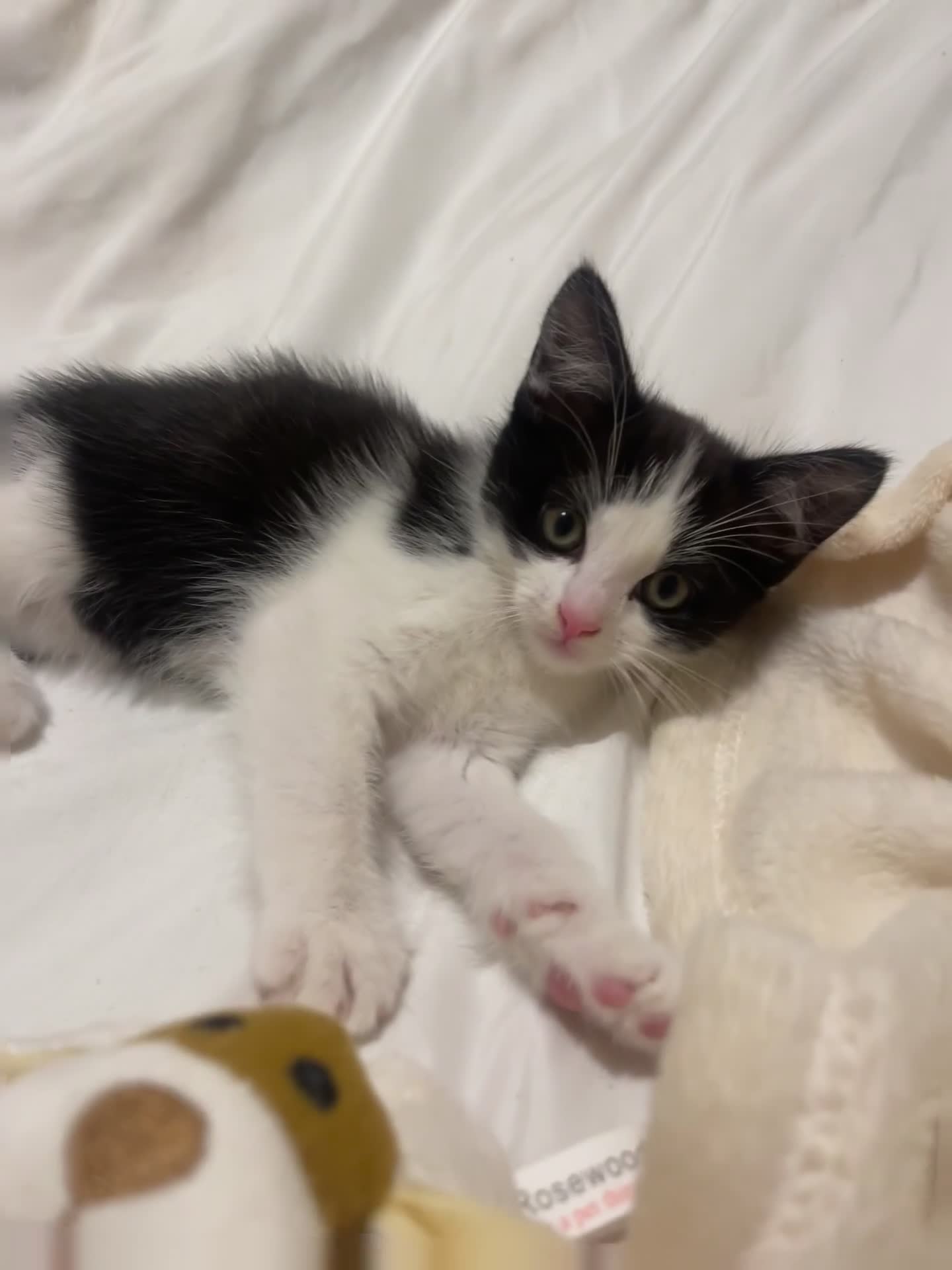 Mixed Breed cats for sale: Beautiful baby boy kitten - needs rehoming - Video 1