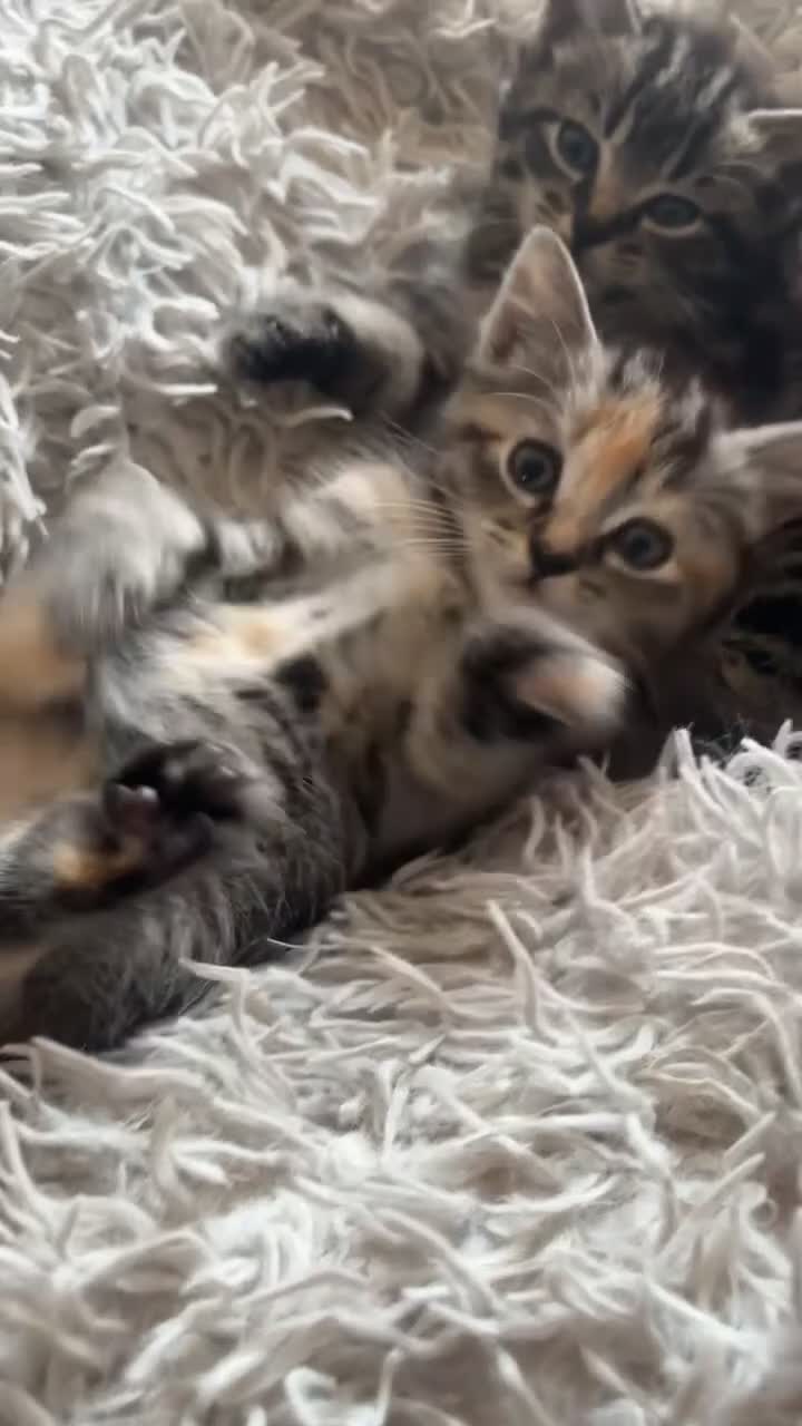 Mixed Breed cats for sale: Beautiful, confident tabby kittens  - Video 2