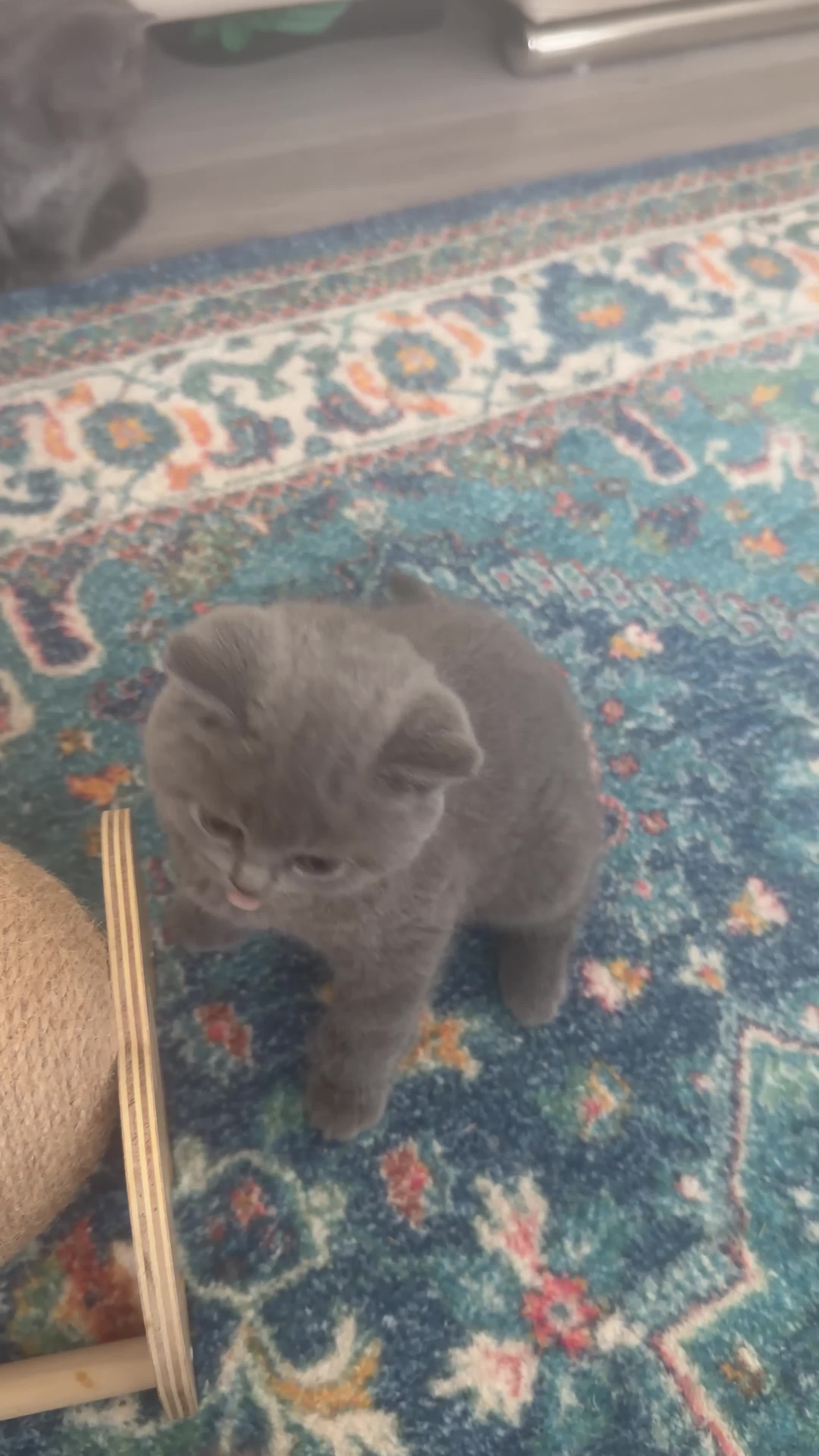 British Shorthair cats for sale: British Shorthair kittens - Video 1