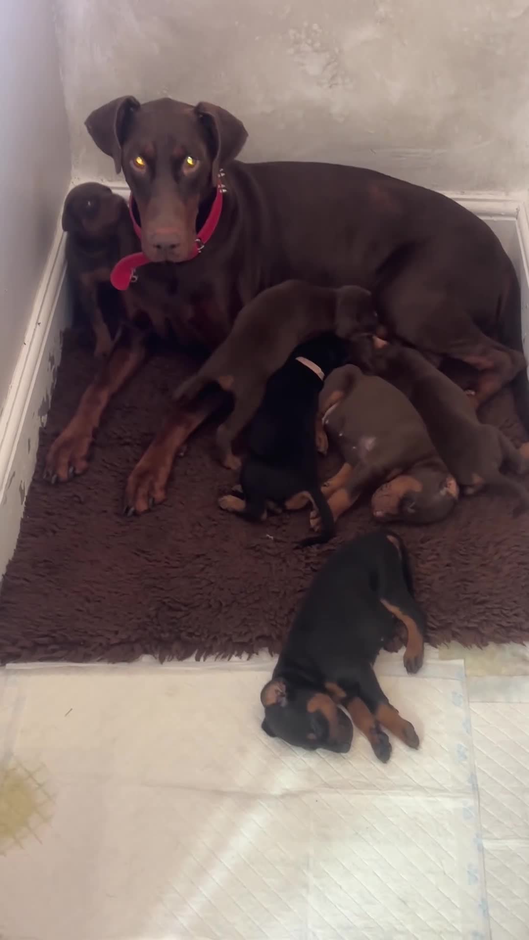 Dobermann dogs for sale: Beautiful Doberman puppues - Video 4