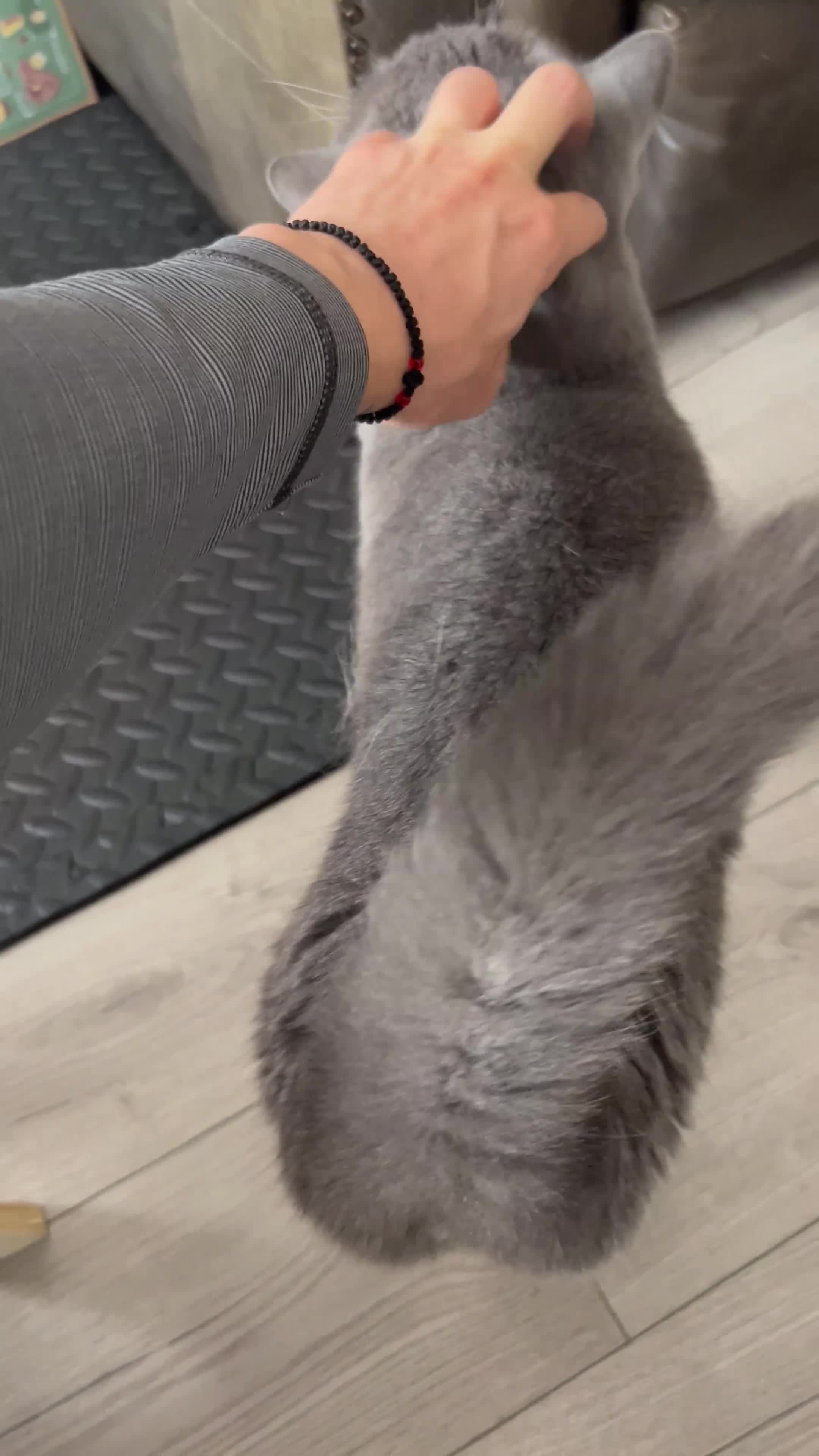 British Shorthair cats for sale: British Shorthair & DSH - Bonded House Cats - Video 3