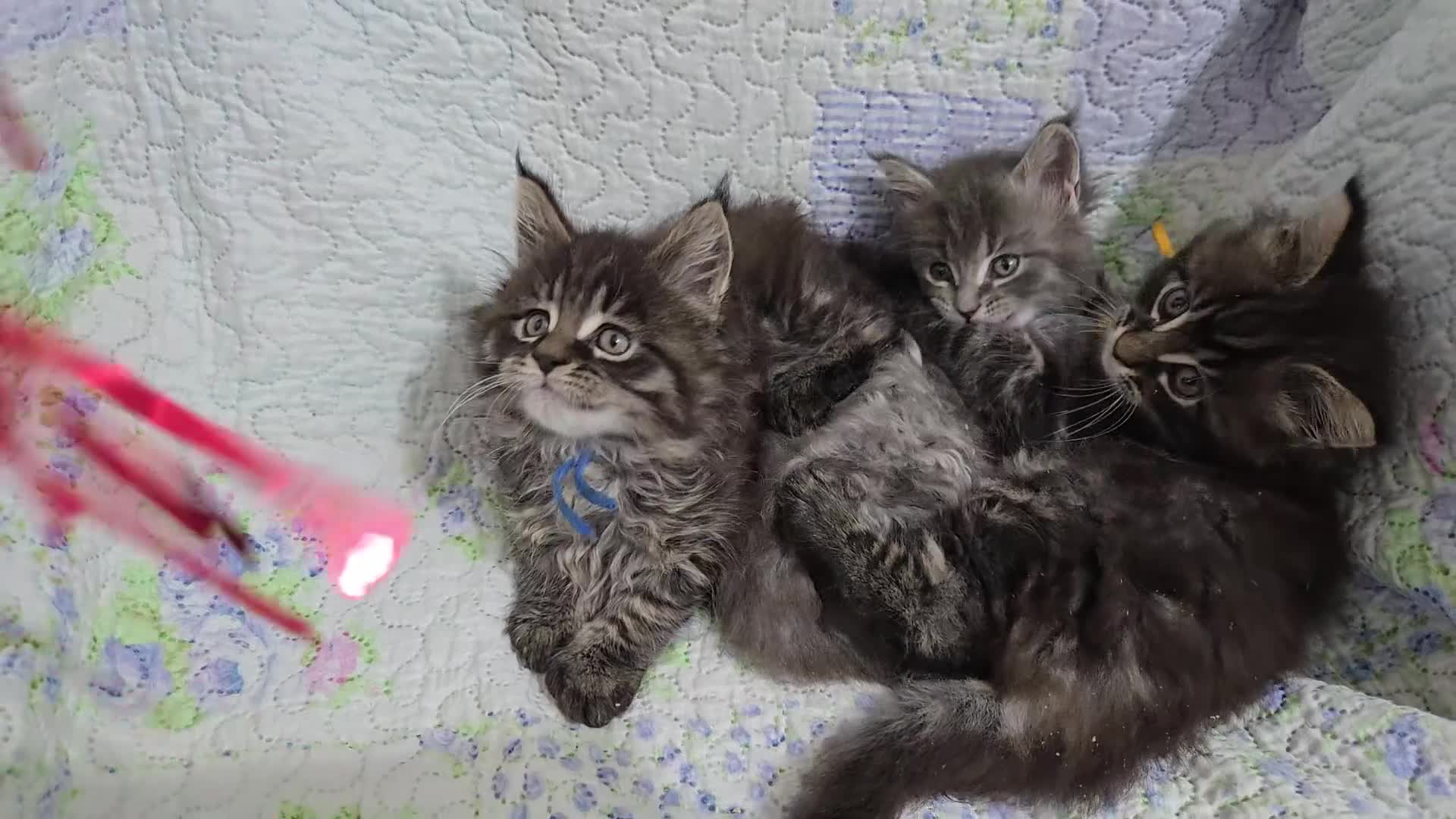 Maine Coon cats for sale: Gorgeous GCCF Maine Coons poss Active - Video 1