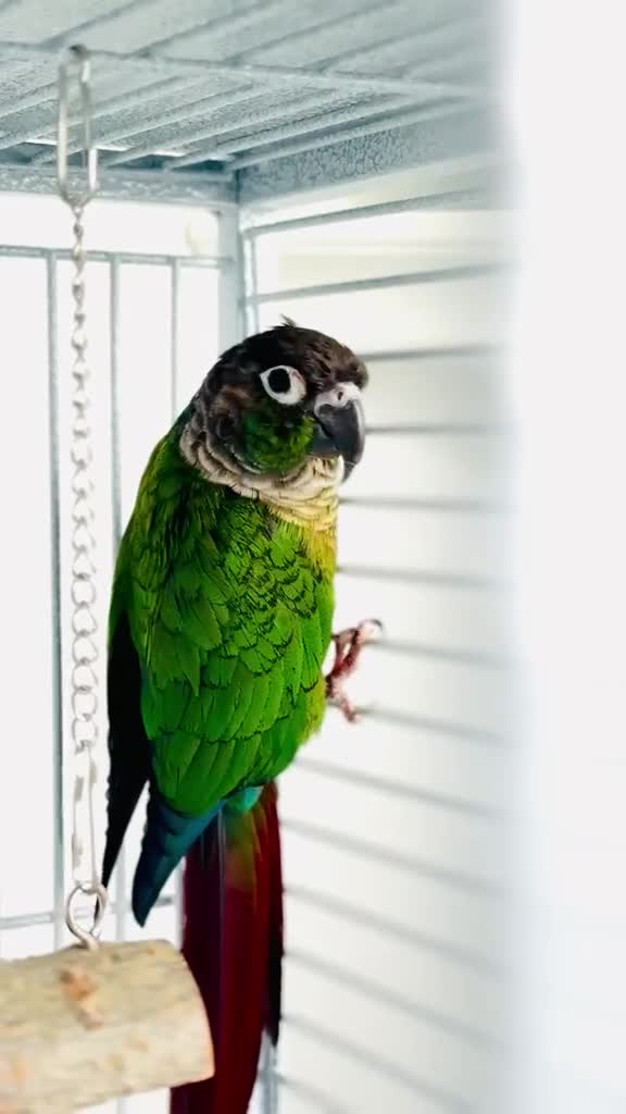 Conures birds for sale: PINEAPPLE CONURE AND GREEN CHEEK CONURE  in Oxford - Video 1