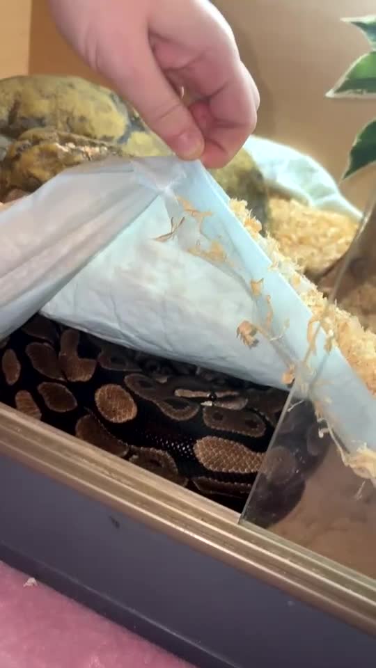 Python Snake reptiles for sale: Female python  - Video 1