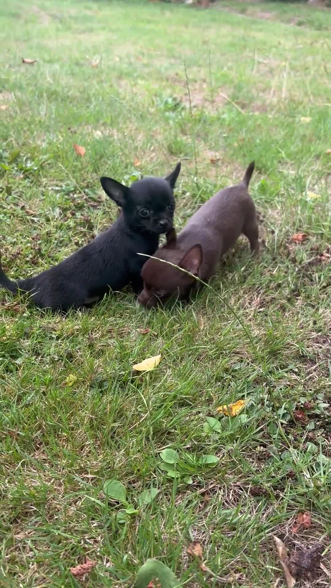 Chorkie dogs for sale: Chorkie puppies for forever homes  - Video 1