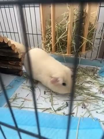 Guinea Pig rodents for sale: 2 pure bred guinea pigs (free) in London - Video 1