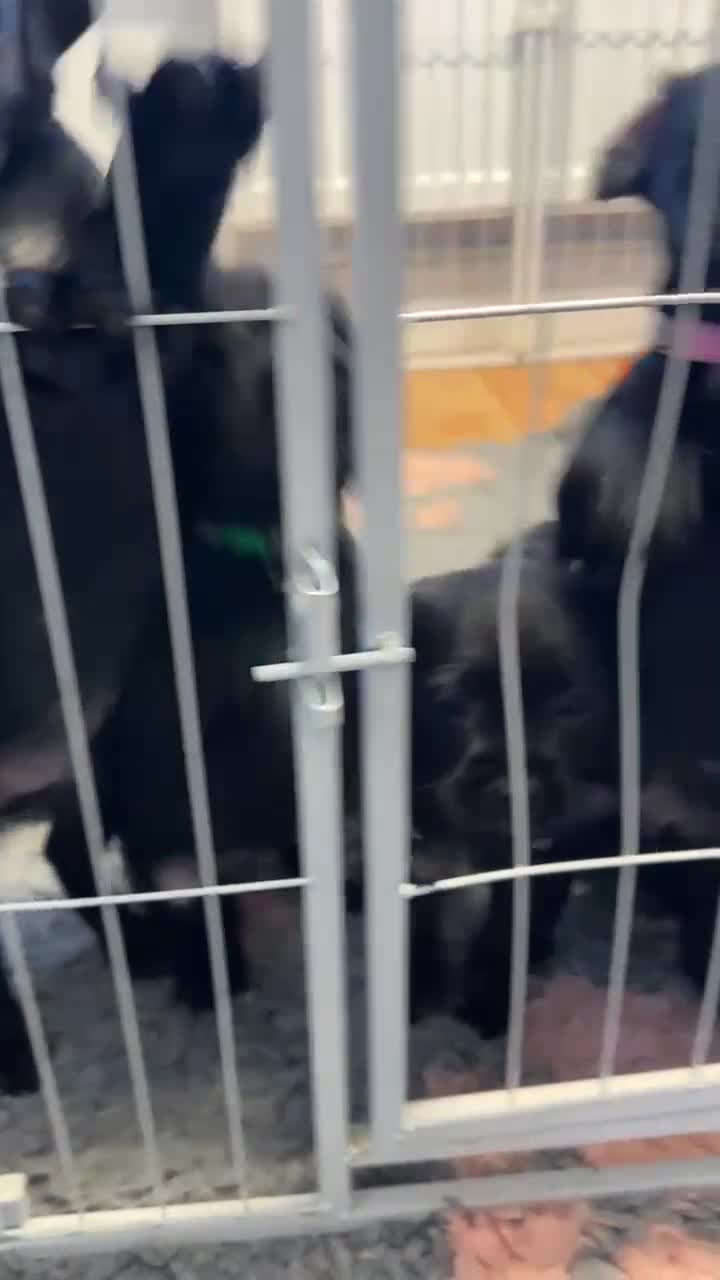 Mixed Breed dogs for sale: Cockapoo-look Puppies  - Video 1