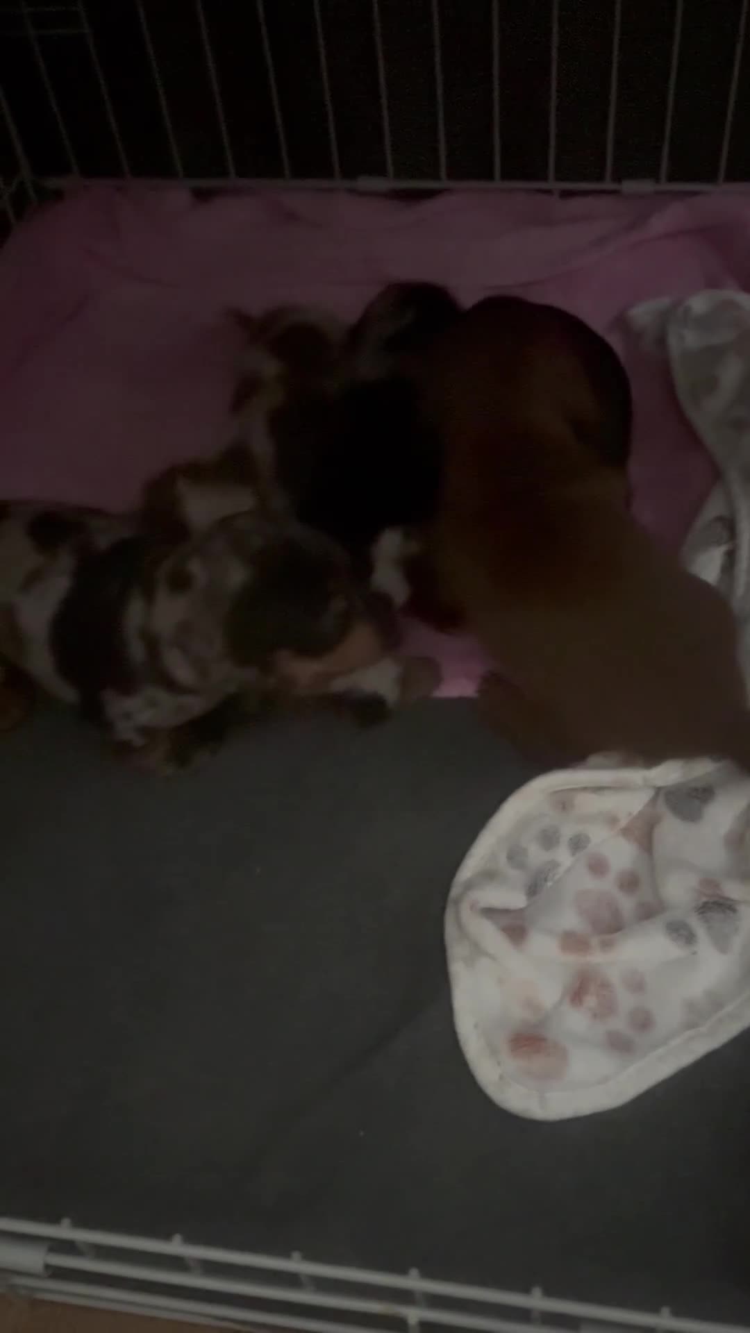 Miniature Dachshund dogs for sale: Venus is a mama to 5! - Video 1