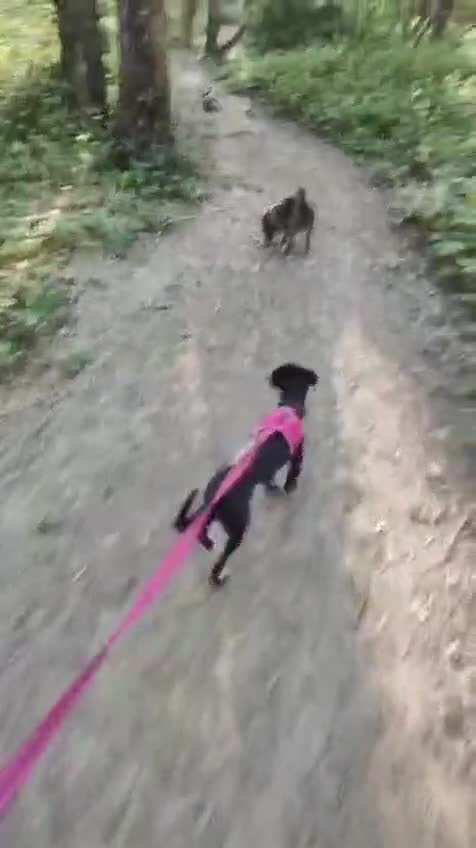 Mixed Breed dogs for sale: Lovely Mini is looking for her forever home  - Video 1