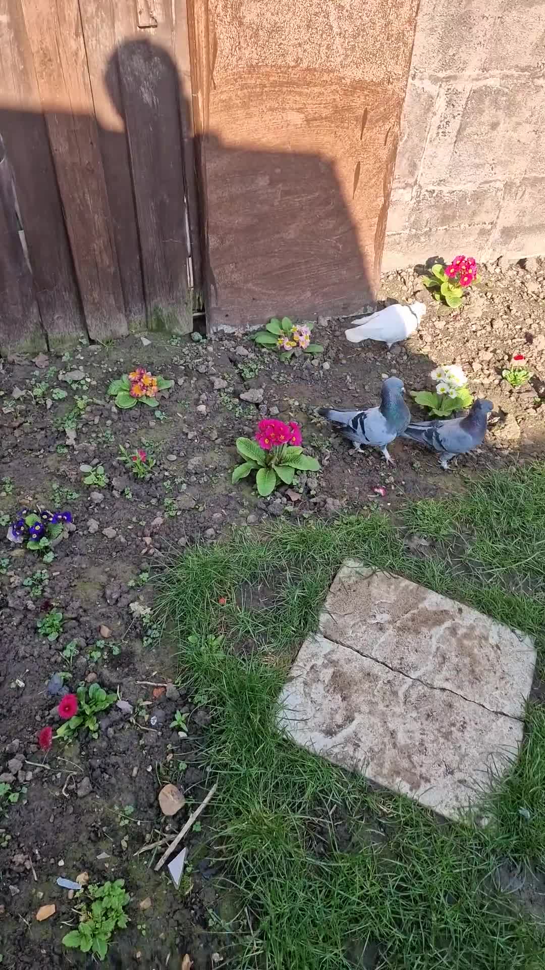 Pigeons birds for sale: Leicester - Video 1