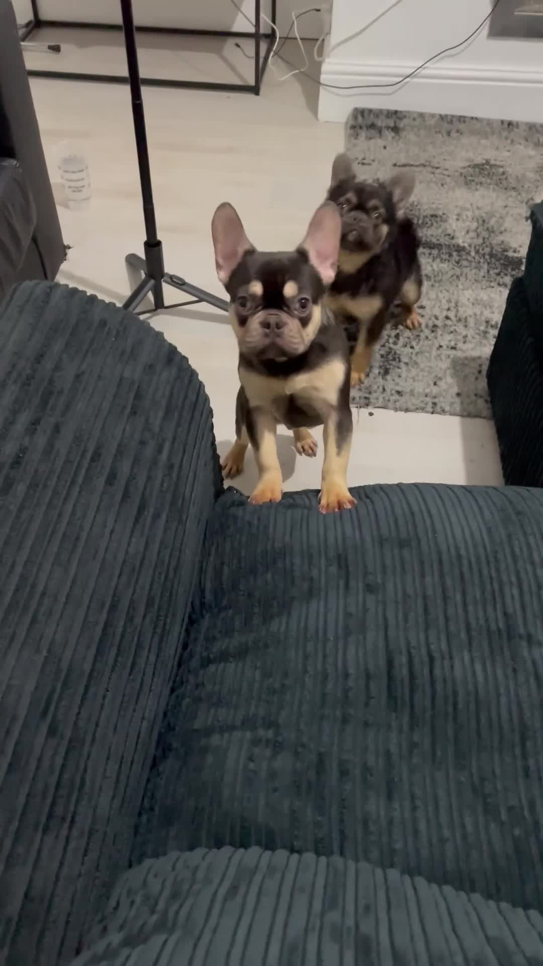 French Bulldog dogs for sale: ‼️💙Blue The Frenchie💙‼️ - Video 2