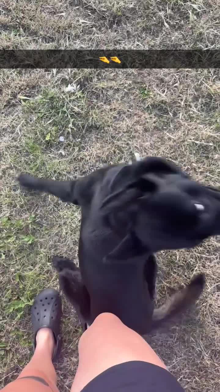 Belgian Shepherd Dog dogs for stud: Black Belgian Malinois  - Video 2