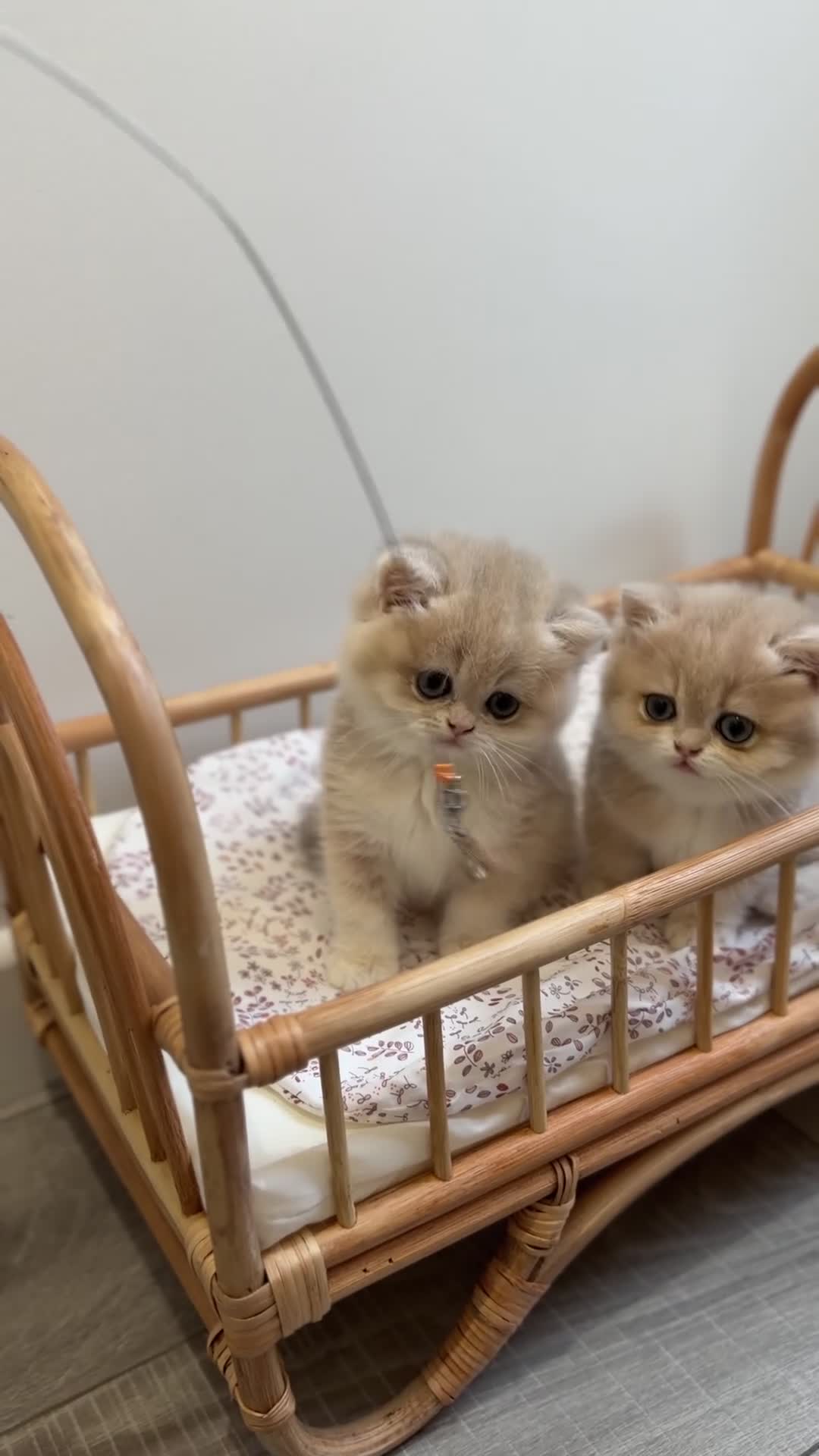 British Shorthair cats for sale: Golden Blue British Shorthair kittens - Video 2