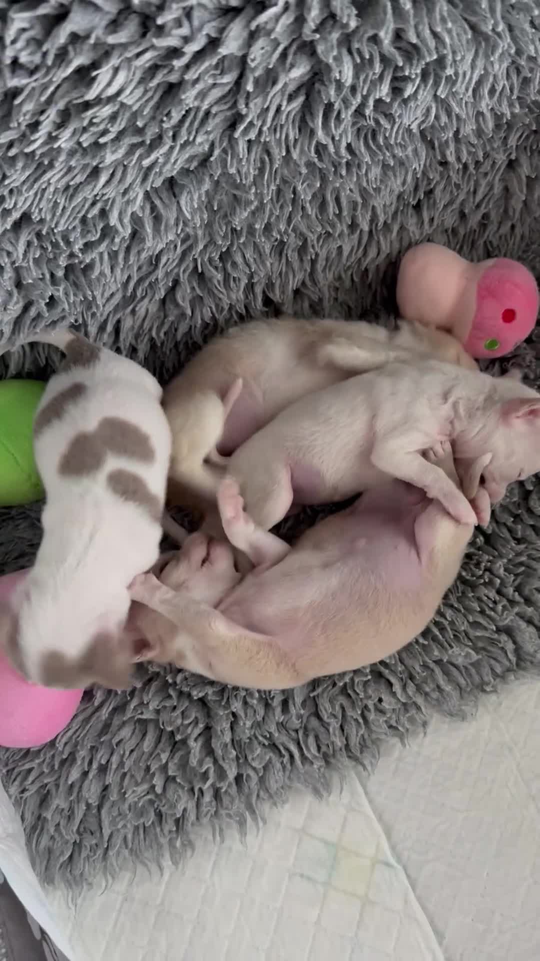 Chihuahua dogs for sale: Exquisite KC Registered Apple Chihuahua Puppies 💖 - Video 1