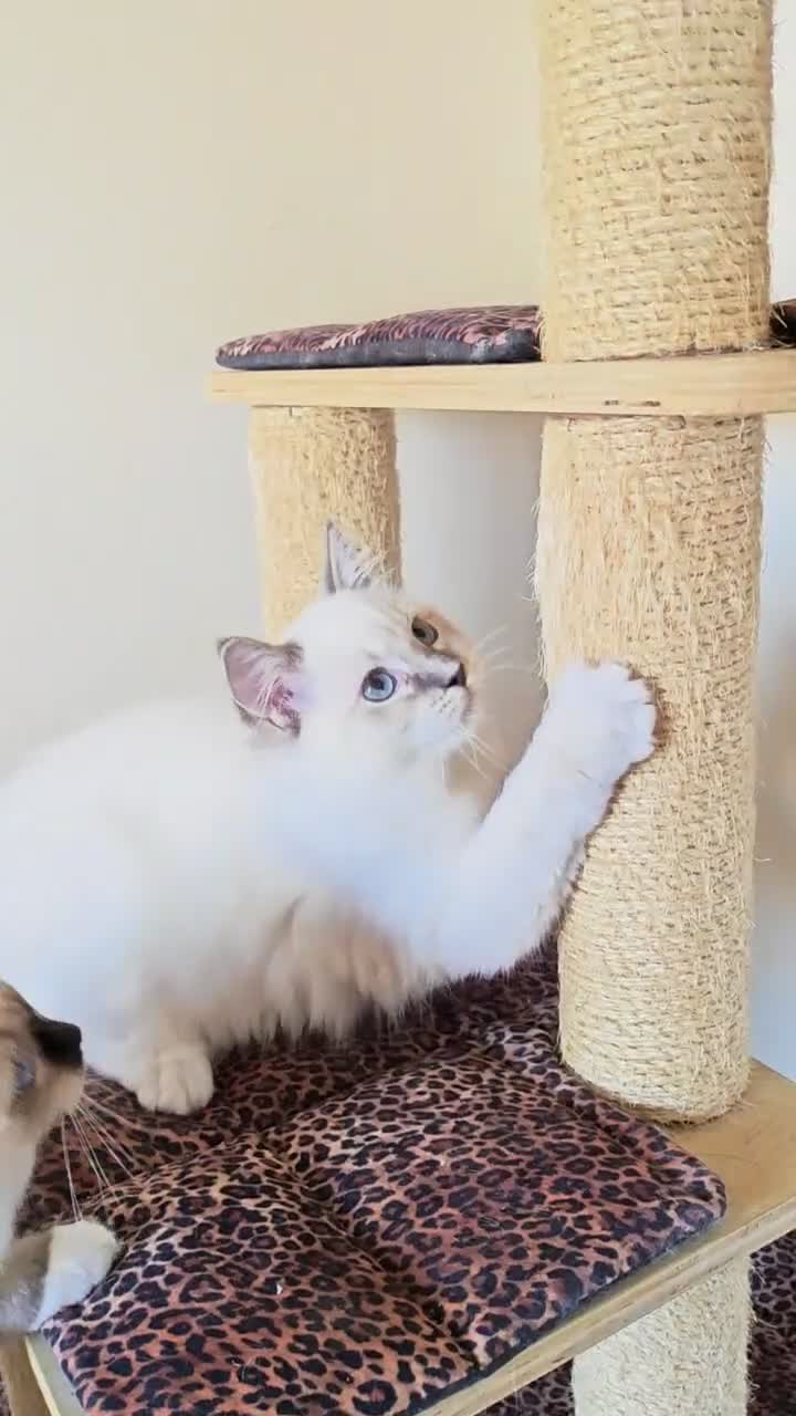 Ragdoll cats for sale: GCCF REGISTERED BEAUTIFUL RAGDOLLS KITTENS  - Video 3