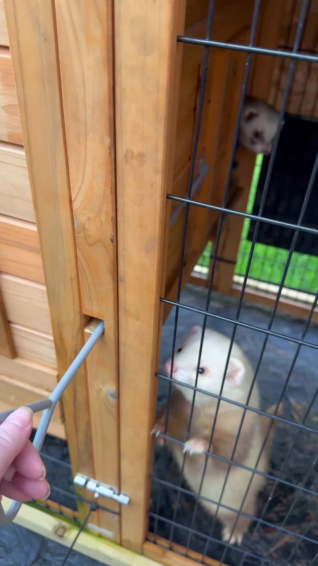 Ferret rodents for sale: 2 Boys for adoption - Video 3