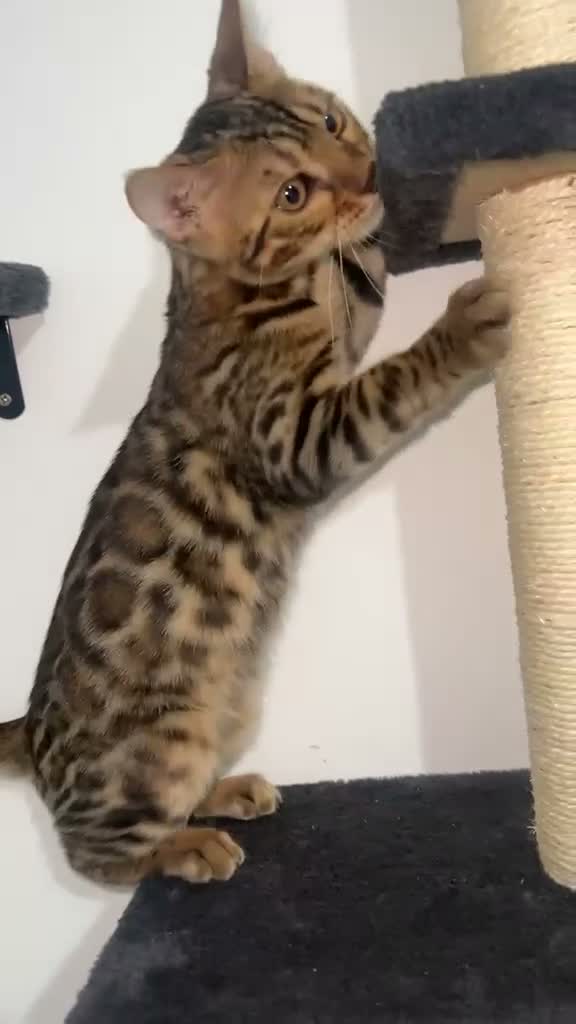 Bengal cats for sale: Full Breed Brown Bengal - Boy  - Video 5